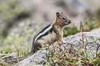 golden-mantled ground squirrel