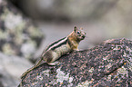 golden-mantled ground squirrel