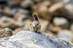 golden-mantled ground squirrel