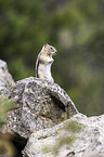 golden-mantled ground squirrel