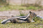 golden-mantled ground squirrel