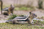 golden-mantled ground squirrel