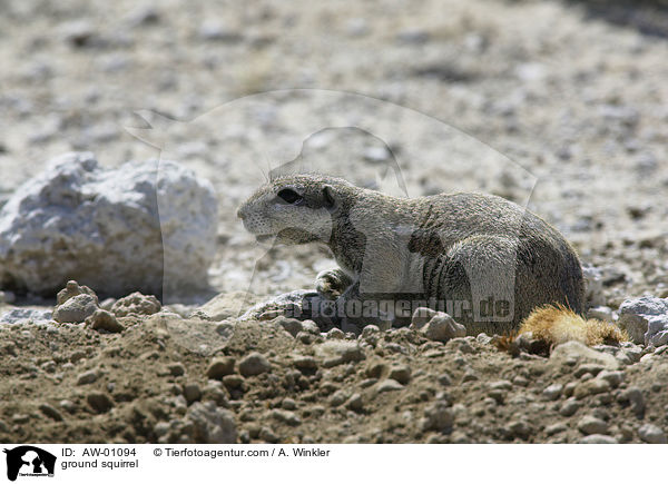 Erdhrnchen / ground squirrel / AW-01094