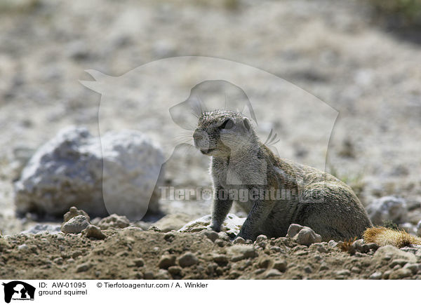 Erdhrnchen / ground squirrel / AW-01095