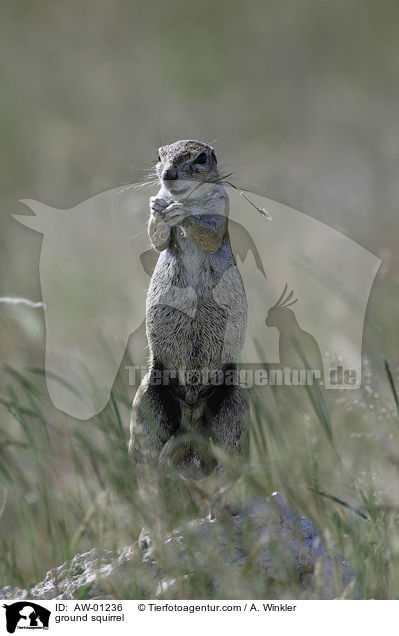 ground squirrel / AW-01236