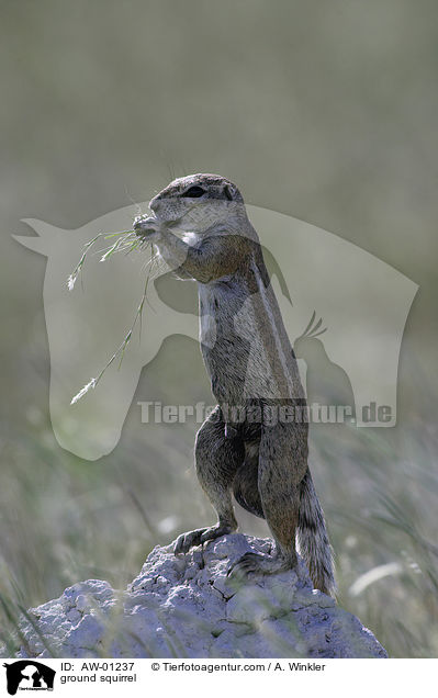 Erdhrnchen / ground squirrel / AW-01237