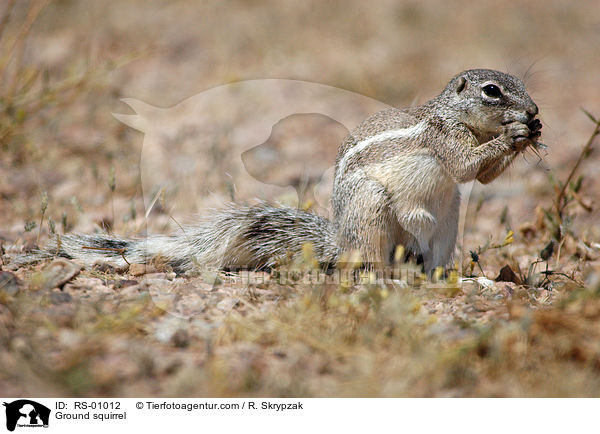 Erdhrnchen / Ground squirrel / RS-01012