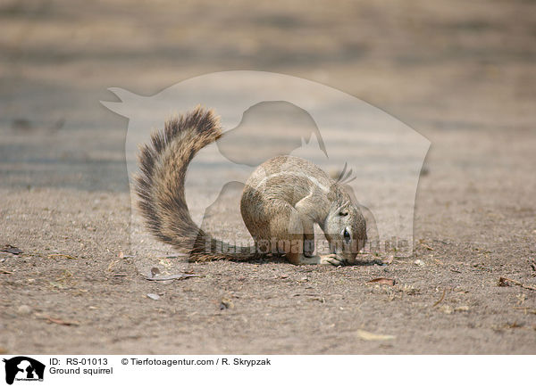 Erdhrnchen / Ground squirrel / RS-01013