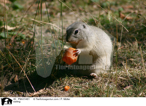 Ziesel beim fressen / eating / PM-01461