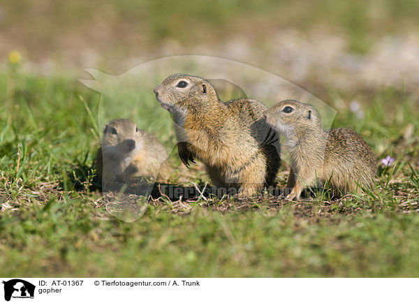 Ziesel / gopher / AT-01367
