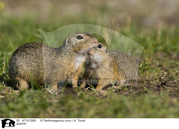 Ziesel / gopher / AT-01368