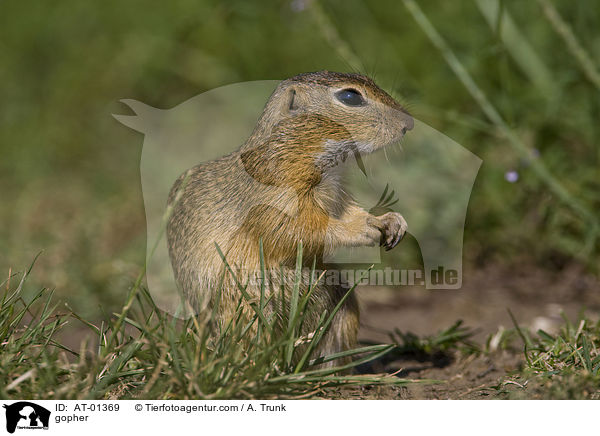 Ziesel / gopher / AT-01369