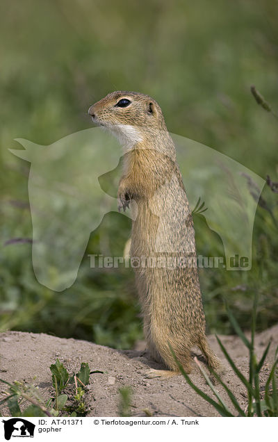 Ziesel / gopher / AT-01371