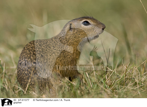 Ziesel / gopher / AT-01377