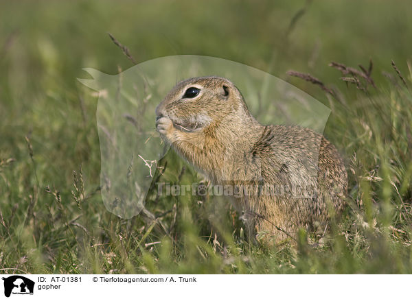 Ziesel / gopher / AT-01381