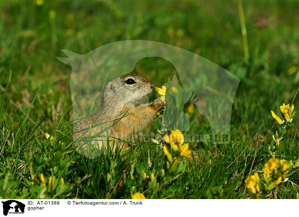 Ziesel / gopher / AT-01388
