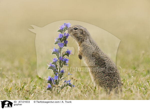 Ziesel / gopher / AT-01633
