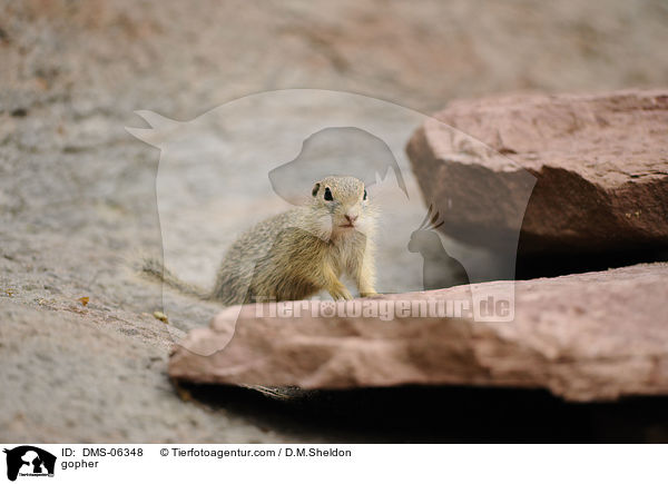 Ziesel / gopher / DMS-06348