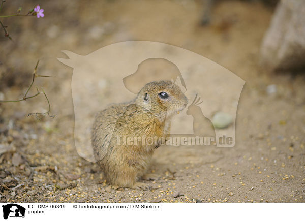 Ziesel / gopher / DMS-06349