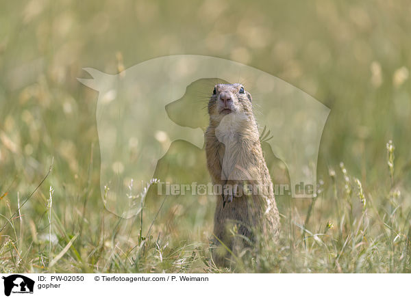 Ziesel / gopher / PW-02050