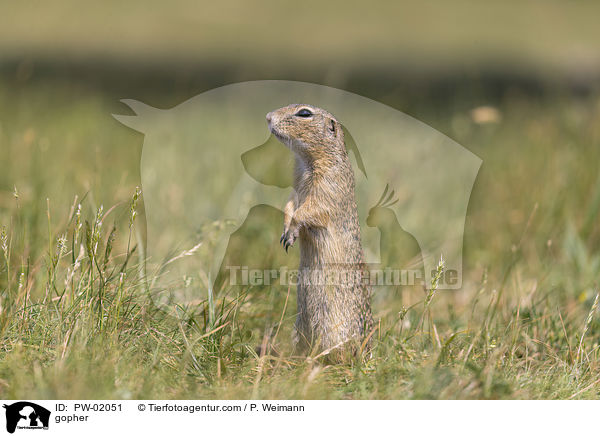 Ziesel / gopher / PW-02051