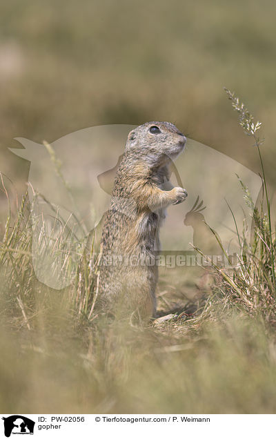 Ziesel / gopher / PW-02056