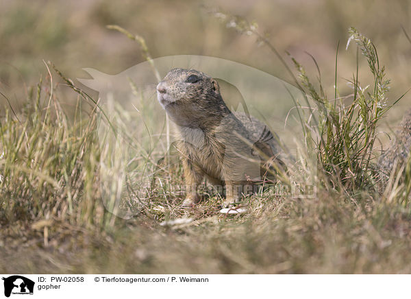 Ziesel / gopher / PW-02058