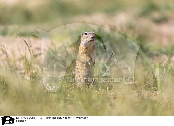 Ziesel / gopher / PW-02059