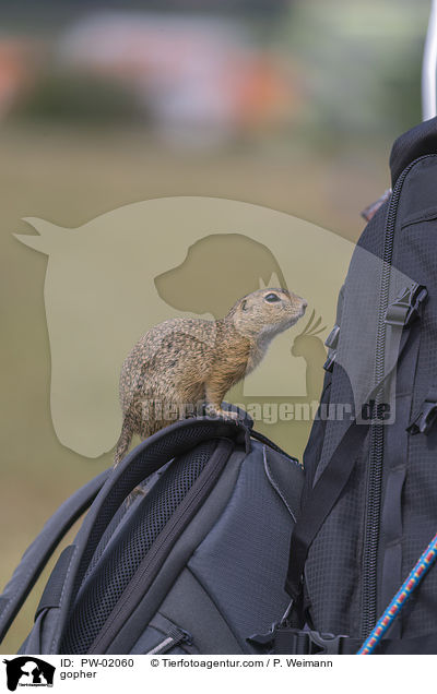 Ziesel / gopher / PW-02060