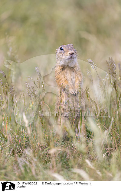 Ziesel / gopher / PW-02062