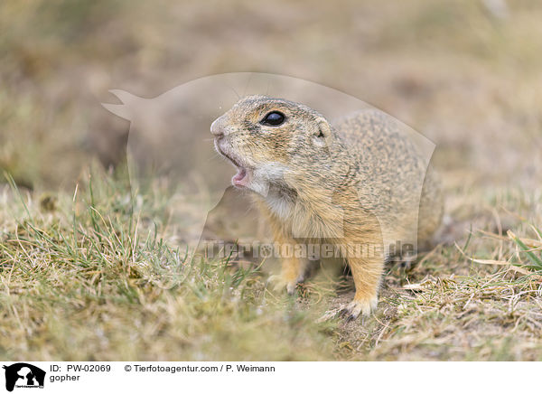 Ziesel / gopher / PW-02069