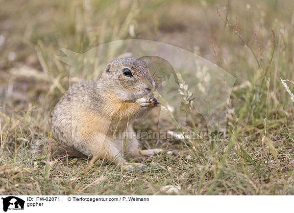 Ziesel / gopher / PW-02071