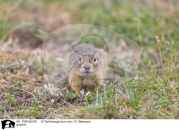 Ziesel / gopher / PW-02076