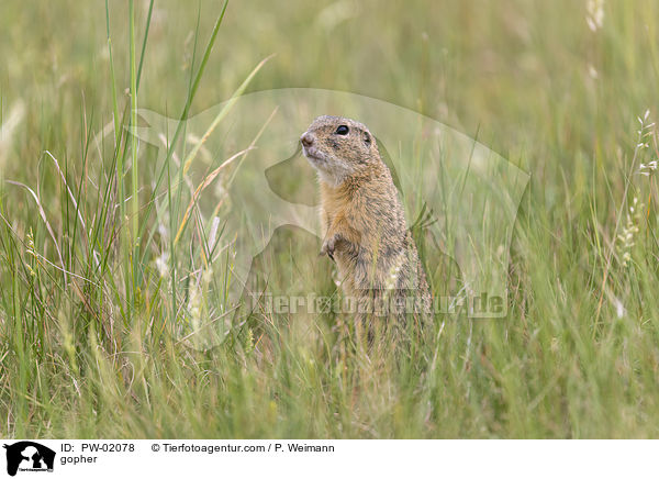 Ziesel / gopher / PW-02078