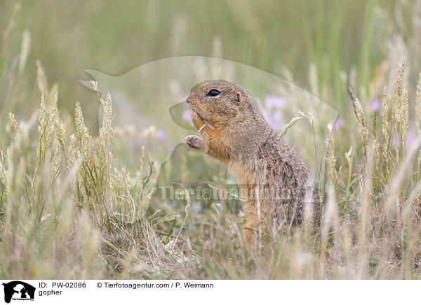 Ziesel / gopher / PW-02086