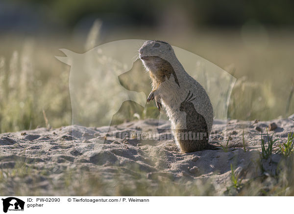 Ziesel / gopher / PW-02090