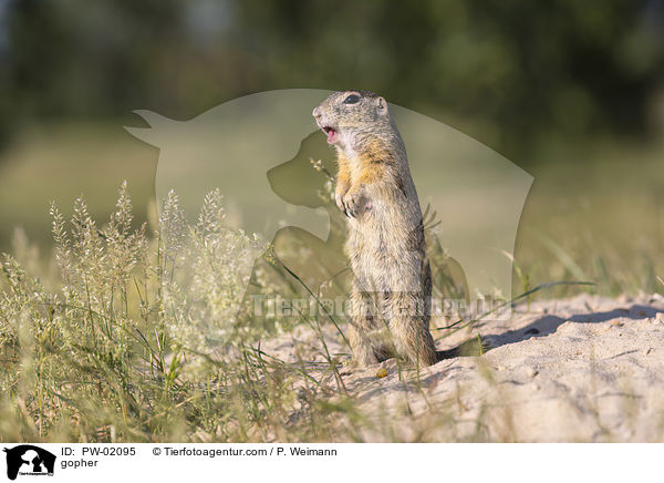 Ziesel / gopher / PW-02095
