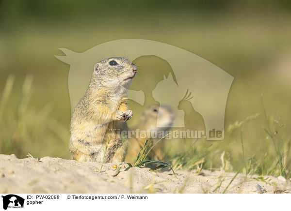 Ziesel / gopher / PW-02098