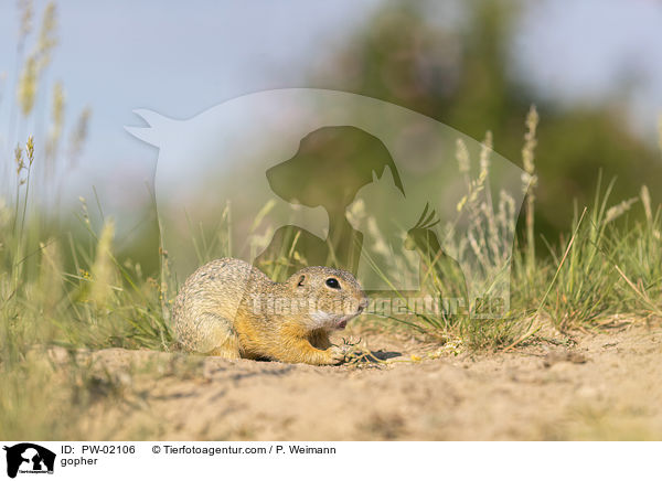 Ziesel / gopher / PW-02106