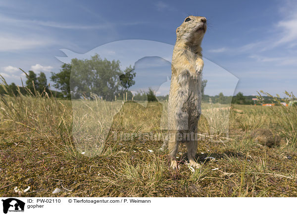 Ziesel / gopher / PW-02110