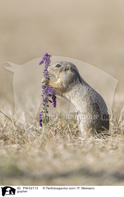 Ziesel / gopher / PW-02113