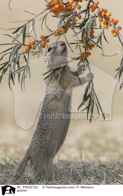 Ziesel / gopher / PW-02122