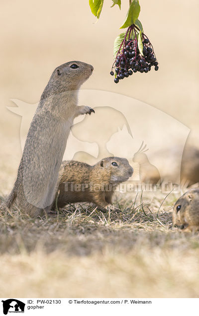 Ziesel / gopher / PW-02130