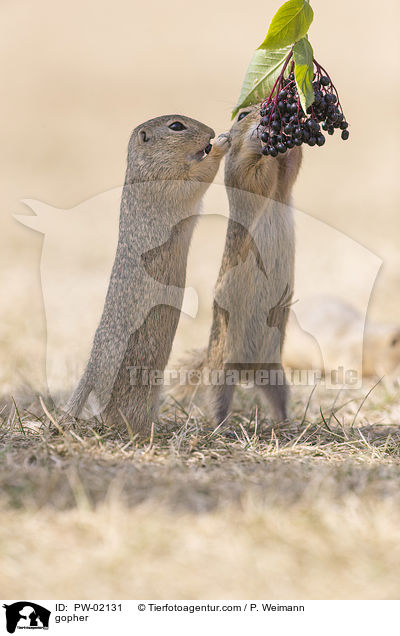 Ziesel / gopher / PW-02131