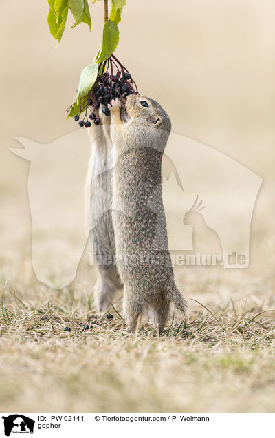 Ziesel / gopher / PW-02141