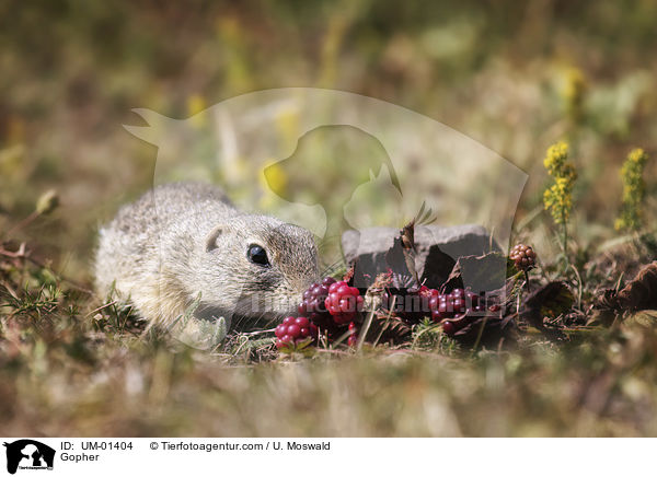 Ziesel / Gopher / UM-01404