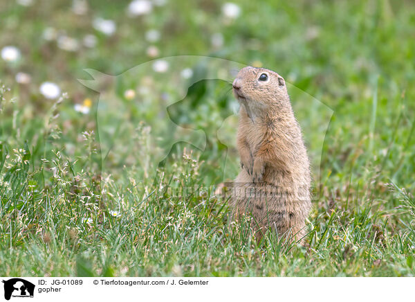 Ziesel / gopher / JG-01089