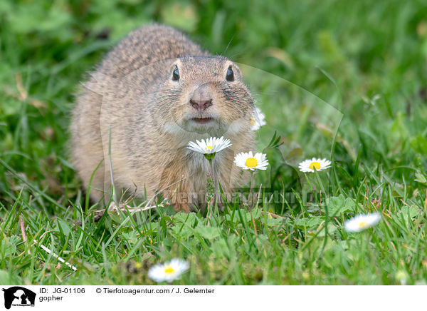 Ziesel / gopher / JG-01106