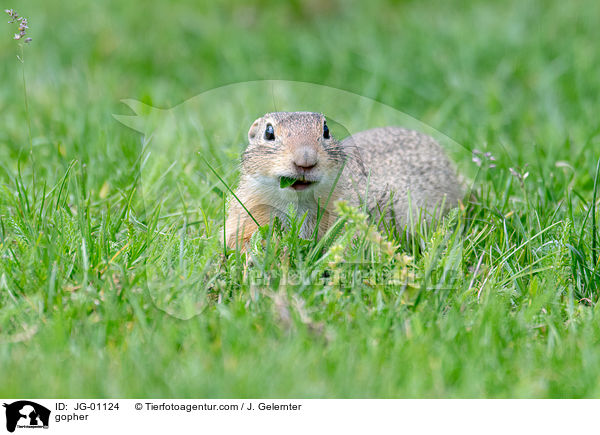 Ziesel / gopher / JG-01124