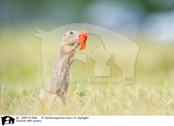 Ziesel mit Mohnblume / Gopher with poppy / HSP-01588